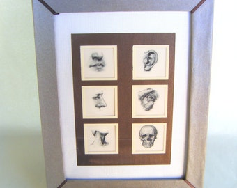 Framed Human Facial Anatomy Print, Vintage Medical Illustration
