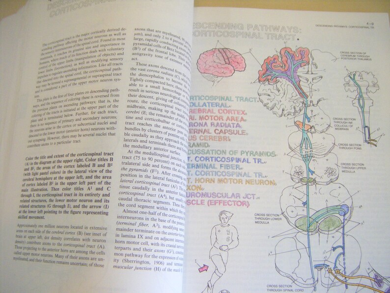 Vintage the Human Brain Coloring Book Paperback Neurology Etsy
