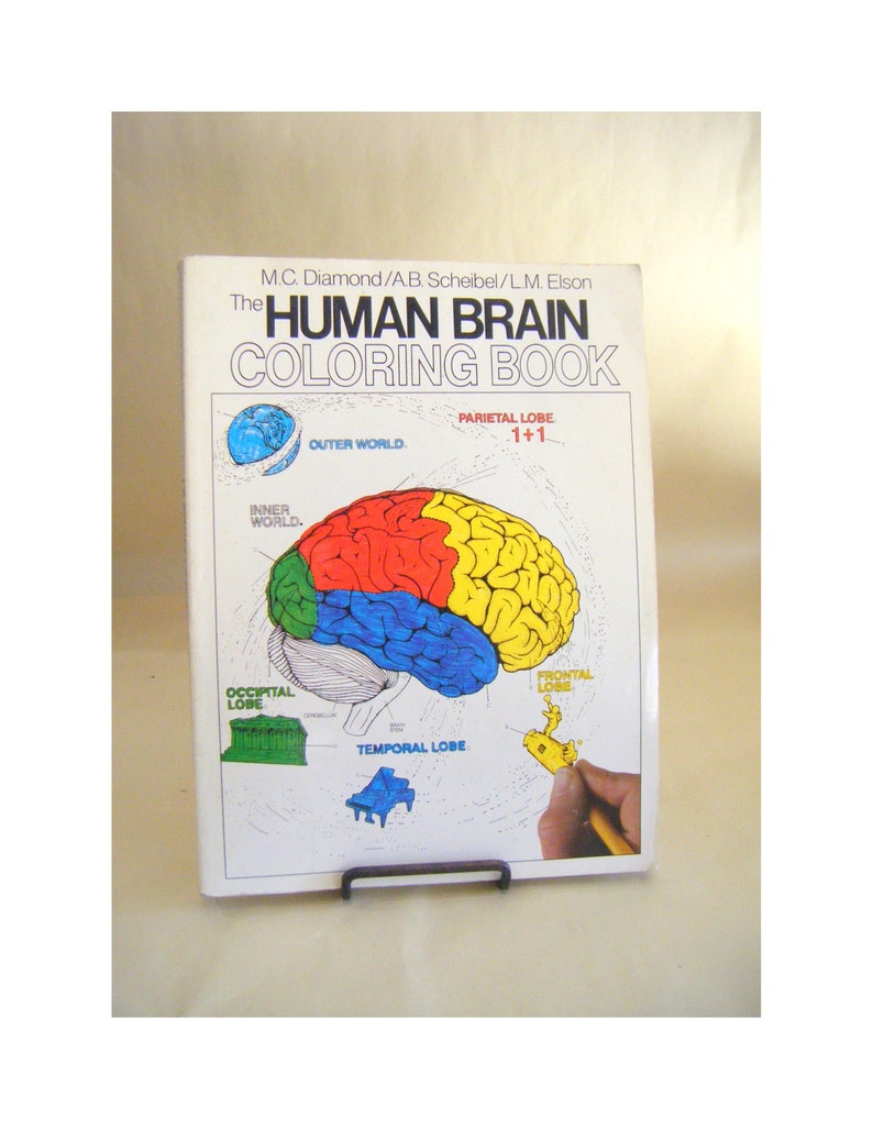 Vintage the Human Brain Coloring Book Paperback Neurology Etsy