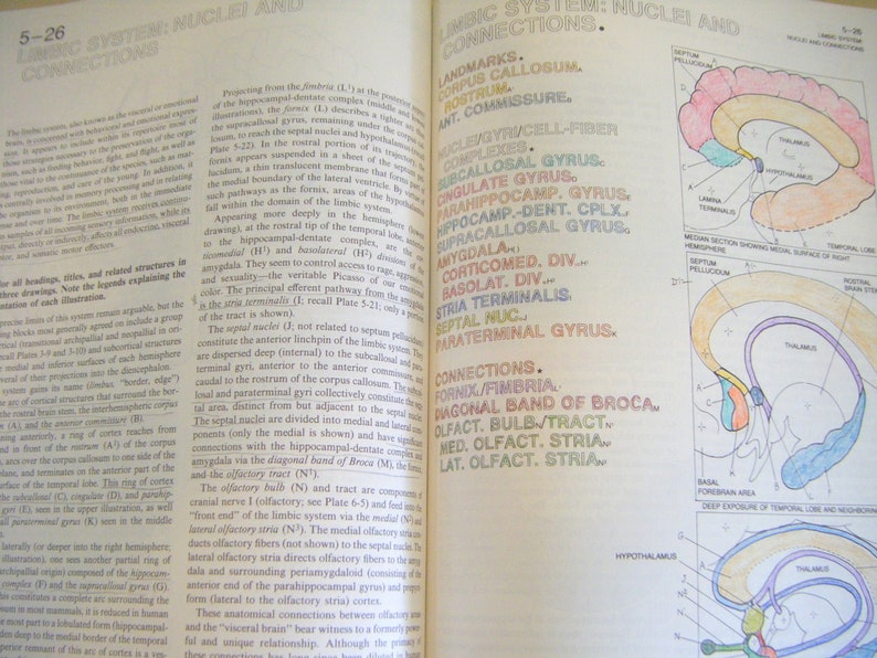 Vintage the Human Brain Coloring Book Paperback Neurology Etsy