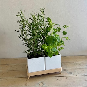 Può includere: Una fioriera bianca con due vasi quadrati, ognuno contenente un'erba diversa. Uno contiene rosmarino, l'altro menta. La fioriera poggia su un vassoio beige con piccole gambe, ideale per un orto di erbe aromatiche.