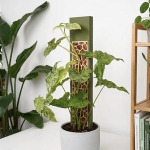 Könnte beinhalten: Eine panaschierte Syngonium-Pflanze wächst in einem hellgrauen Keramiktopf und wird von einem vertikalen olivgrünen Moosstab gestützt. Der Stab hat ein Mittelteil mit wabenförmigem Ausschnittmuster, das braunes Moosmaterial im Inneren zeigt.