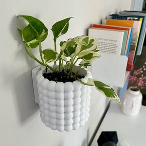 Könnte beinhalten: Ein weißer, strukturierter Wandtopf mit kugelförmigem Design, der eine grün-weiße Pothos-Pflanze enthält. Die Pflanze hat leuchtend grüne Blätter mit weißer Panaschierung. Der Topf ist an einer weißen Wand befestigt.