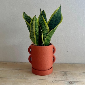 Pode incluir: Uma planta-cobra num vaso de cerâmica cor de terracota. A planta tem folhas listradas verdes e amarelas. O vaso tem dois conjuntos de alças em forma de laço e assenta sobre um pires a condizer. O fundo é uma parede cinza-claro.