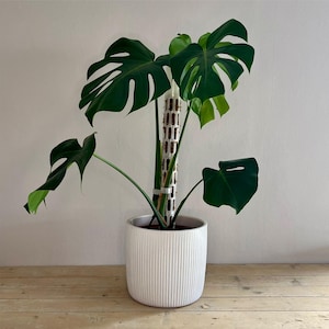 Moosstab modular mit Clips – erweiterbare Rankhilfe für Monstera, Philodendron & Kletterpflanzen | ModuGrow Pflanzstütze