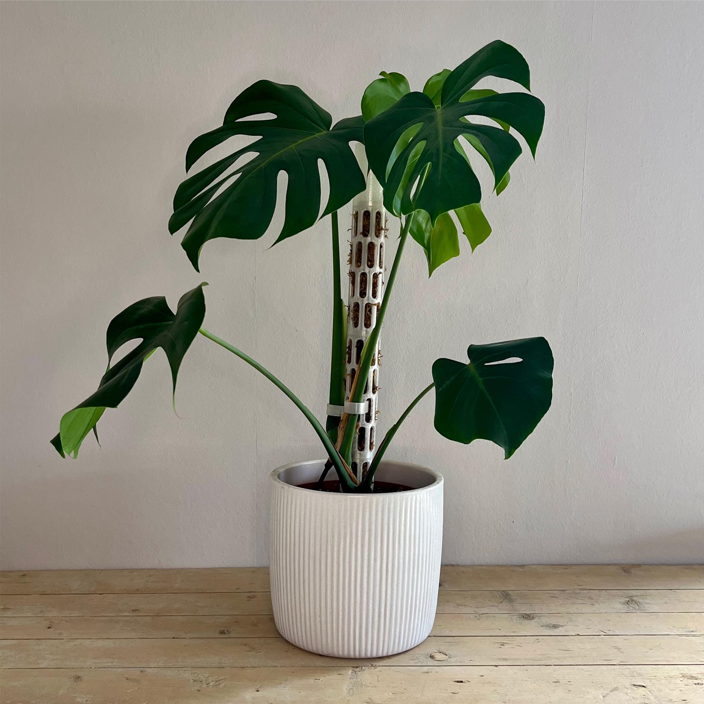 Moosstab modular mit Clips  erweiterbare Rankhilfe fr Monstera,  Philodendron & Kletterpflanzen | ModuGrow Pflanzsttze - Etsy.de
