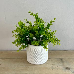 Op de afbeelding: Een kleine potplant met heldergroene bladeren. De plant staat in een witte, cilindervormige pot met een textuur van ruitpatroon. De pot staat op een lichtgekleurd houten oppervlak.