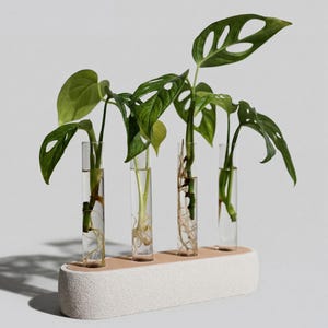 Pode incluir: Uma estação de propagação de plantas com quatro tubos de ensaio de vidro contendo plantas verdes. Os tubos estão colocados numa base retangular branca e texturizada com um topo castanho claro.