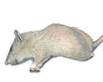 7x9" original nature study of NYC Brown Sewer Rat