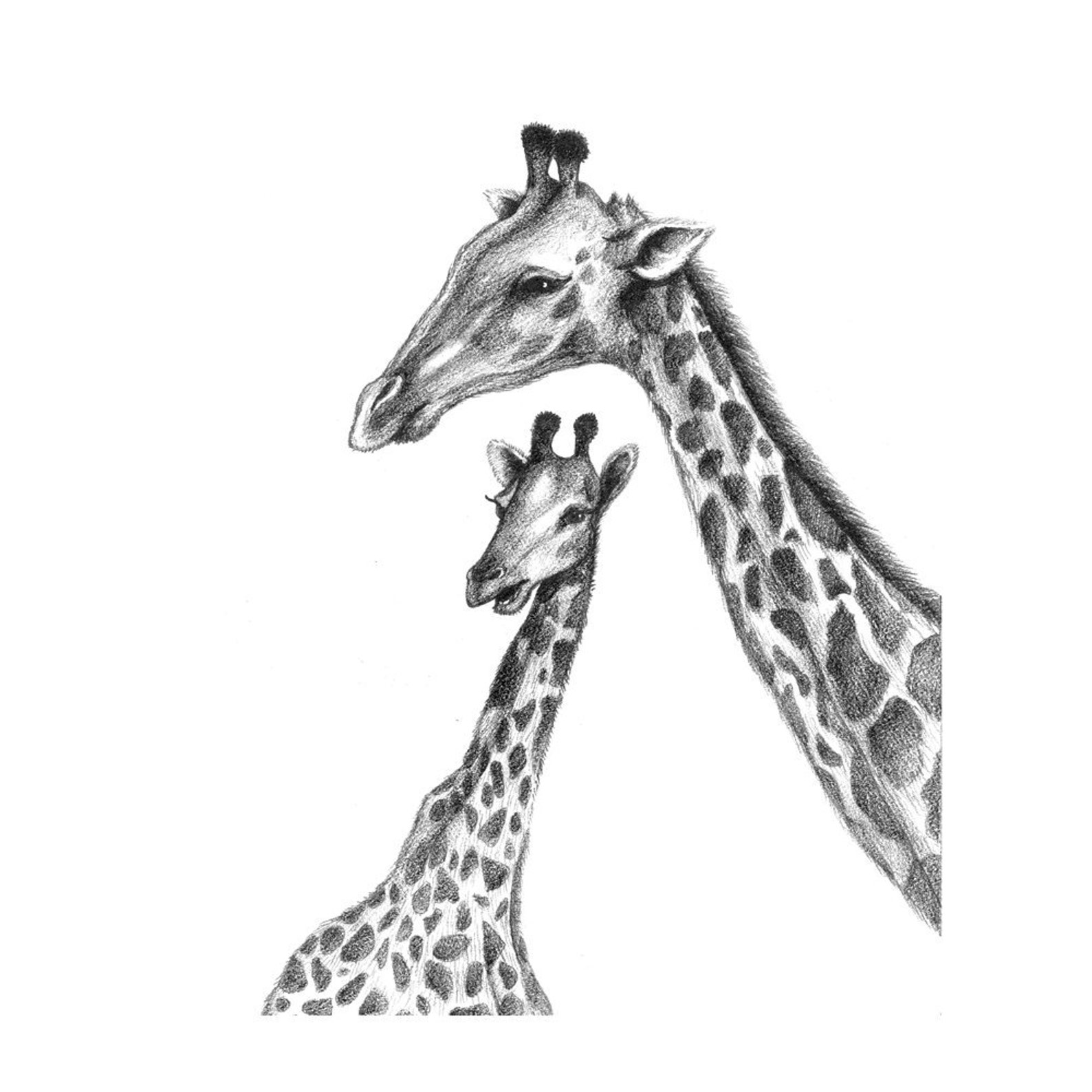 8x10 Print Mother and Baby Giraffe Pencil Illustration Etsy