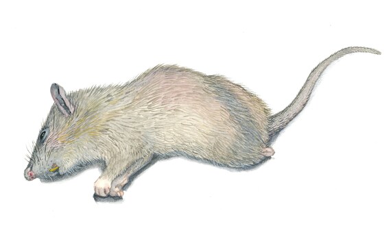 Sewer rat deals