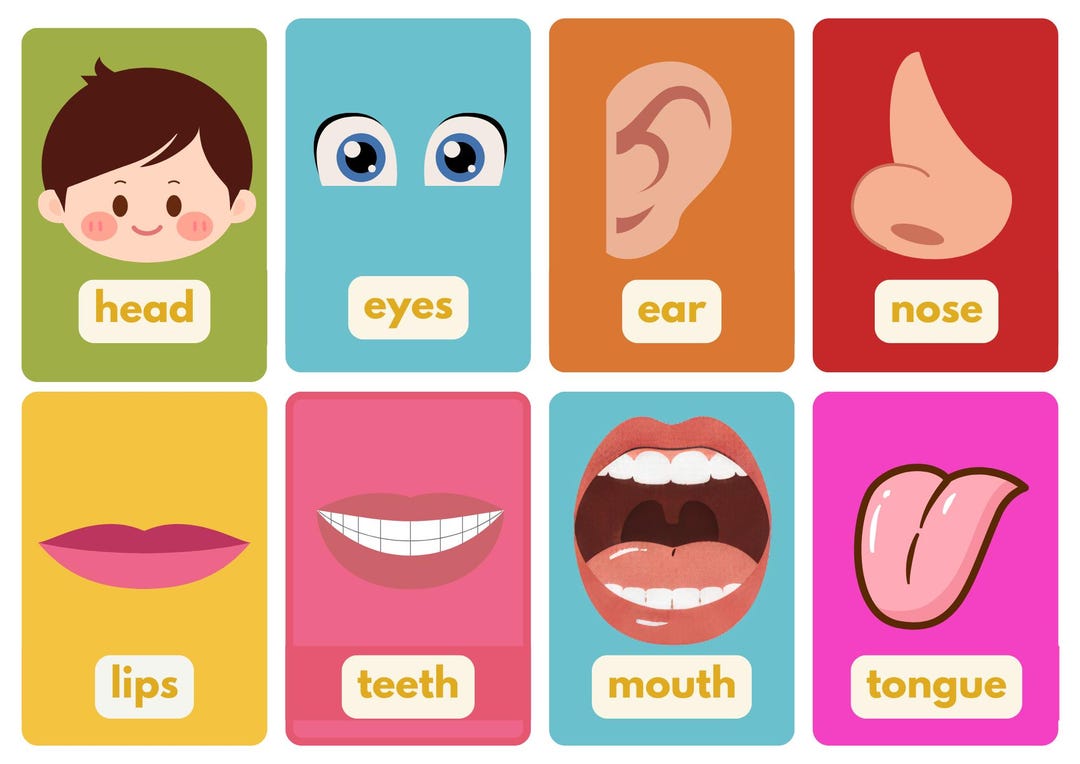 Human Body Parts Flashcards for Kids Anatomy Learning Cards ...