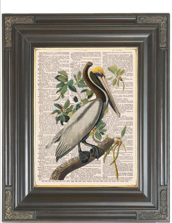 dictionary art prints pelican prints Seals Print No.152 nautical prints 