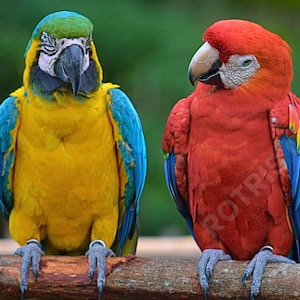 Nature Photography – Tropical Parrot Poster – Colorful Exotic Birds Wall Art - Home, Office, Nursery or Classroom Decor |  Housewarming Gift