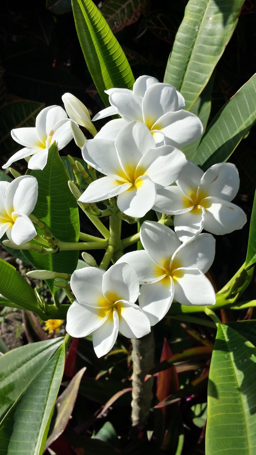 Rare plumeria Black purple 1 mid cut cutting- Thailand import 7-9- fresh Rare plumeria Black purple 1 mid cut cutting- Thailand import 7-9- fresh