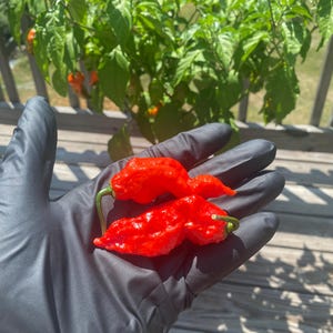 Ghost Pepper Seeds (Capsicum Chinense) | 20+ Seeds Per Pack