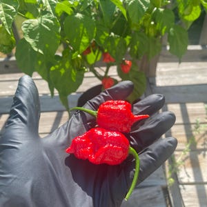 Carolina Reaper Pepper Seeds (Capsicum Chinense) | 20+ Seeds Per Pack