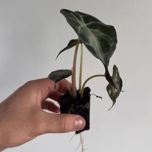 Alocasia Venom