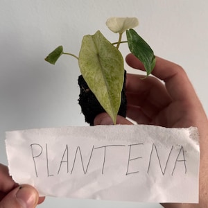 Alocasia Scalprum Mint