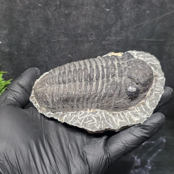 Trilobite Fossil Cast - Etsy