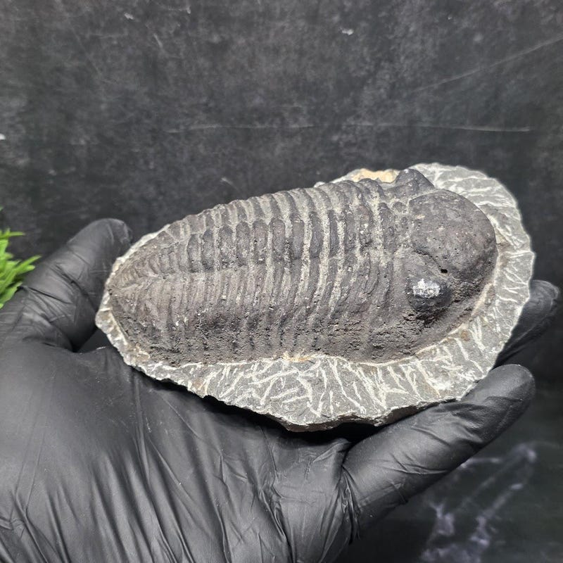 Trilobite Fossil Cast - Etsy