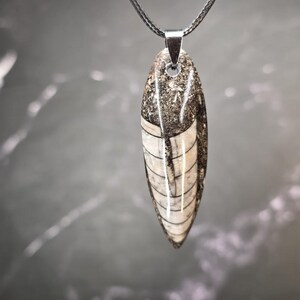 K&ouml;nnte beinhalten: Ein polierter Orthoceras-Fossil-Anh&auml;nger in l&auml;nglicher, spitz zulaufender Form mit deutlich sichtbaren, wei&szlig;-grauen segmentierten Kammern. Das Fossil ist in eine silberfarbene Metall&ouml;se gefasst und h&auml;ngt an einer d&uuml;nnen, dunklen Kordel.