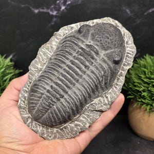 May include: A fossilized trilobite specimen featuring a dark gray, segmented exoskeleton with a textured, rounded head section and a ribbed body, embedded within a lighter gray, rough-edged stone matrix that displays natural mineral patterns.