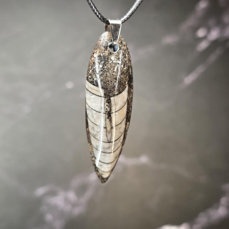 K&ouml;nnte beinhalten: Ein polierter, l&auml;nglicher Orthoceras-Fossilanh&auml;nger mit einem segmentierten, cremefarbenen Muschelmuster und einer dunkelgrau gesprenkelten Steinmatrix. Das Fossil h&auml;ngt an einer silberfarbenen Metall&ouml;se an einer d&uuml;nnen, schwarzen Kordelkette.