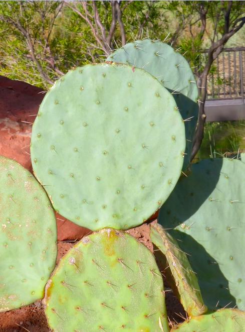 Wheel Cactus | Silver Dollar Prickly Pear | Opuntia Robusta - Etsy