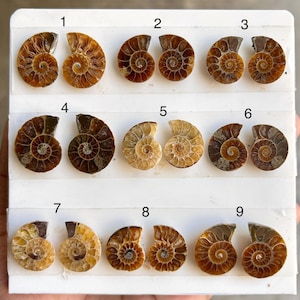 Natural Ammonite Pair Cabochon | Matching Fossil Gemstone Set | Polished Ammonite Cabochons for Earrings | Jewelry Making Supply