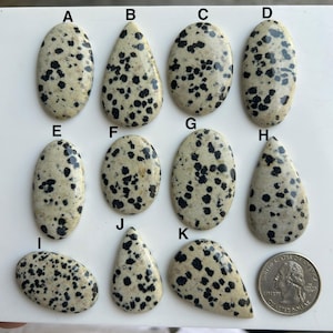 Könnte beinhalten: Elf Dalmatiner-Jaspis-Cabochons in verschiedenen Formen, darunter oval und tropfenförmig. Die Steine sind cremefarben mit schwarzen Flecken. Eine US-Viertel-Dollar-Münze dient als Größenvergleich. Diese polierten Steine eignen sich für die Schmuckherstellung.