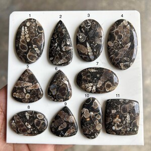 Könnte beinhalten: Elf polierte Cabochon-Edelsteine in verschiedenen Formen, darunter oval, tropfenförmig und dreieckig. Die Steine weisen ein dunkelbraunes und cremefarbenes Muster mit sichtbaren, fossilartigen Einschlüssen auf. Die Edelsteine werden auf einer weißen Oberfläche präsentiert.