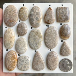 May include: A collection of sixteen polished fossil coral cabochons in various shapes including oval, teardrop, and rectangular, displayed on a white board next to a United States quarter coin for scale, showing intricate beige and tan floral patterns.