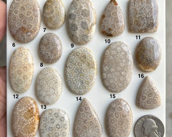 May include: A collection of sixteen polished fossil coral cabochons in various shapes including oval, teardrop, and rectangular, displayed on a white board next to a United States quarter coin for scale, showing intricate beige and tan floral patterns.