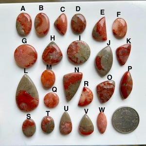 Könnte beinhalten: Eine Sammlung polierter Korallen-Cabochons in verschiedenen Formen, darunter oval, tropfenförmig und unregelmäßig. Die Koralle zeigt eine Mischung aus roten, orangen und grauen Farbtönen mit sichtbaren Mustern und Texturen. Eine US-Vierteldollarmünze dient als Größenvergleich.