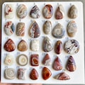 Natural Crazy Lace Agate Wholesale Crazy Lace Cabochon Loose Gemstone Designer agate for jewelry making Stone product logo