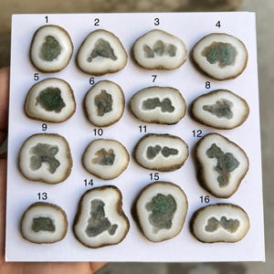 Könnte beinhalten: Sechzehn nummerierte, polierte Geweihscheiben mit einem hellbraunen Außenring und einem weißen Innenraum. Jede Scheibe hat ein einzigartiges Muster aus grüner und brauner Färbung in der Mitte, auf weißem Hintergrund.