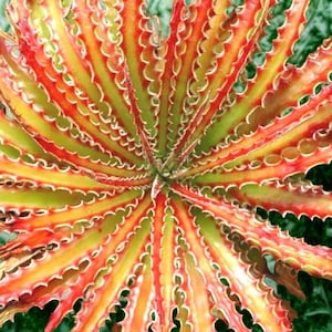 Rare Hechtia Stenopetala Succulent Cactus Seeds