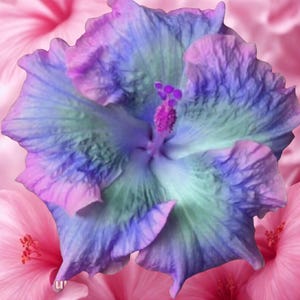 20 stuks zeldzame blauw-roze-paarse hibiscuszaden – meerjarige bloemenvariëteit voor planten in huis en tuin