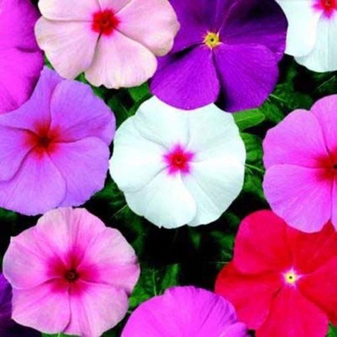 Vinca Heat Wave Raspberry 40+ Pacifica Raspberry Vinca Seeds | Fragrant Annual Flowers - Etsy