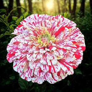 Zinnia Peppermint Stick Seeds – 100+ Annual Elegans Blooms | Free USA Shipping