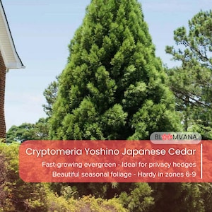 May include: A set of three ceramic mugs with a speckled, matte finish. The mugs are in shades of cream, light gray, and dark gray. Each mug has a simple, minimalist design and a rounded handle.