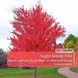 1 Sugar Maple Tree Acer saccharum - 12–18in Tall Bare Root Sweet Maple Tree for Fall Color
