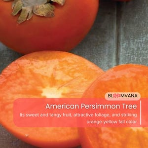 1 Live American Persimmon Tree 12-24in Diospyros virginiana Bare Root