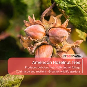 May include: A cluster of three brown American hazelnuts encased in papery, jagged husks, attached to a stem with green leaves. A red overlay contains the text: BLOOMVANA, American Hazelnut Tree, Produces delicious nuts - Vibrant fall foliage, Cold-hardy and resilient - Great for wildlife gardens.