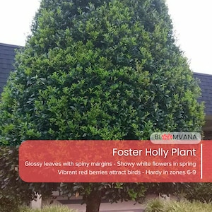 May include: A Foster Holly Plant with glossy green leaves and spiny margins. The image shows the plant's vibrant red berries and the text "Foster Holly Plant". The plant is hardy in zones 6-9.