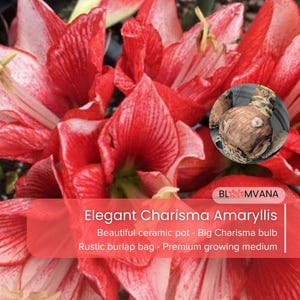 May include: Close-up of a vibrant red and white Amaryllis flower. The image includes a bulb and text that reads "Elegant Charisma Amaryllis". The text also mentions a ceramic pot, burlap bag, and growing medium.