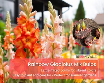 5 Rainbow Gladiolus Mix Bulbs - Large Corms for Vibrant Summer Flowers