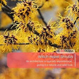 3 Witch Hazel Shrubs Hamamelis Virginiana Live Plants 12-18in Bare Root