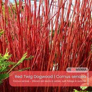 Red Twig Dogwood Shrubs: Bare Root Cornus Sericea, Vibrant Winter Color, Zone 2-7